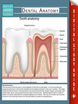 cover image of Dental Anatomy